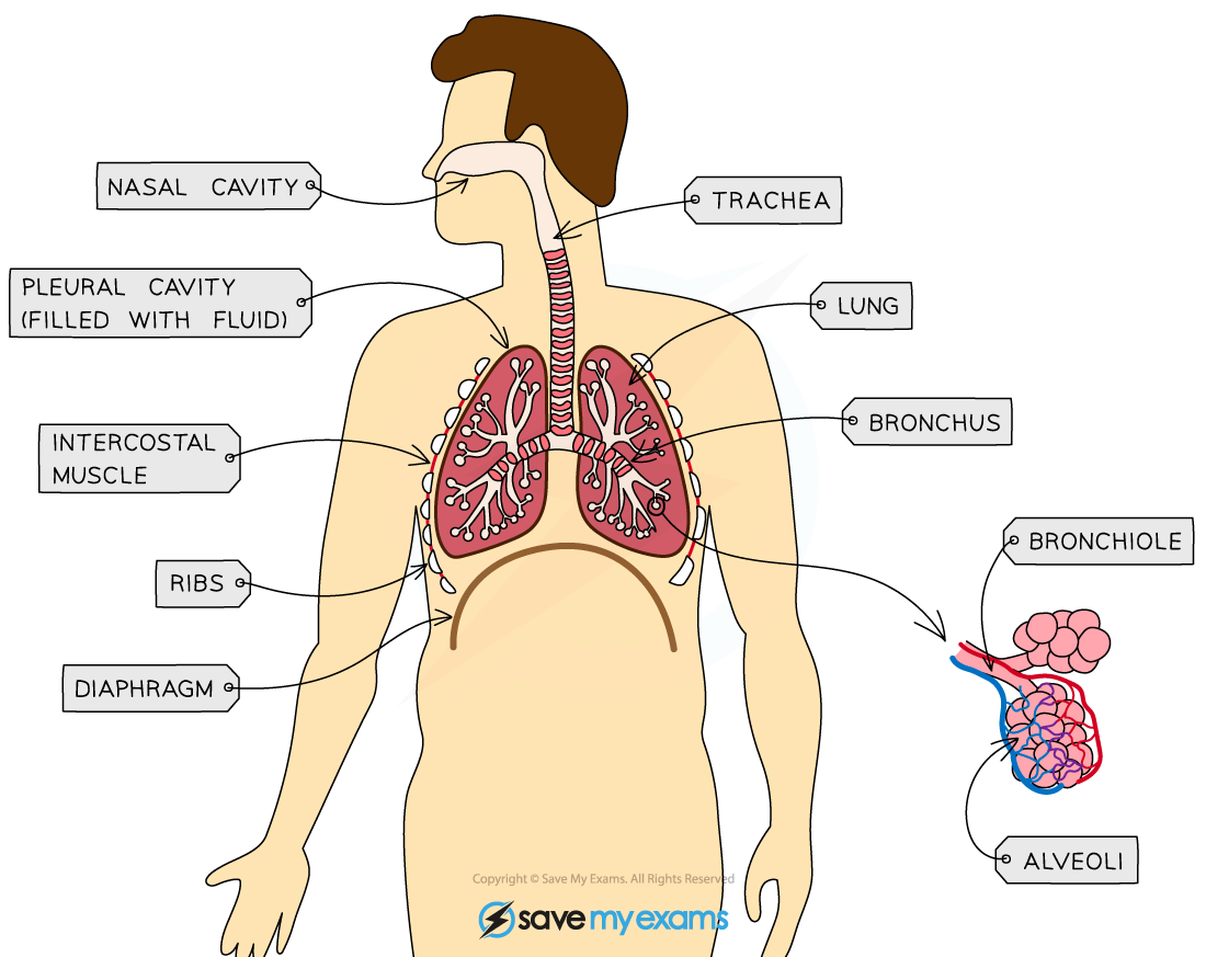 Diagram illustrating the respiratory system, including the nasal cavity, trachea, lungs, diaphragm, ribs, intercostal muscles, bronchi, bronchioles, and alveoli.