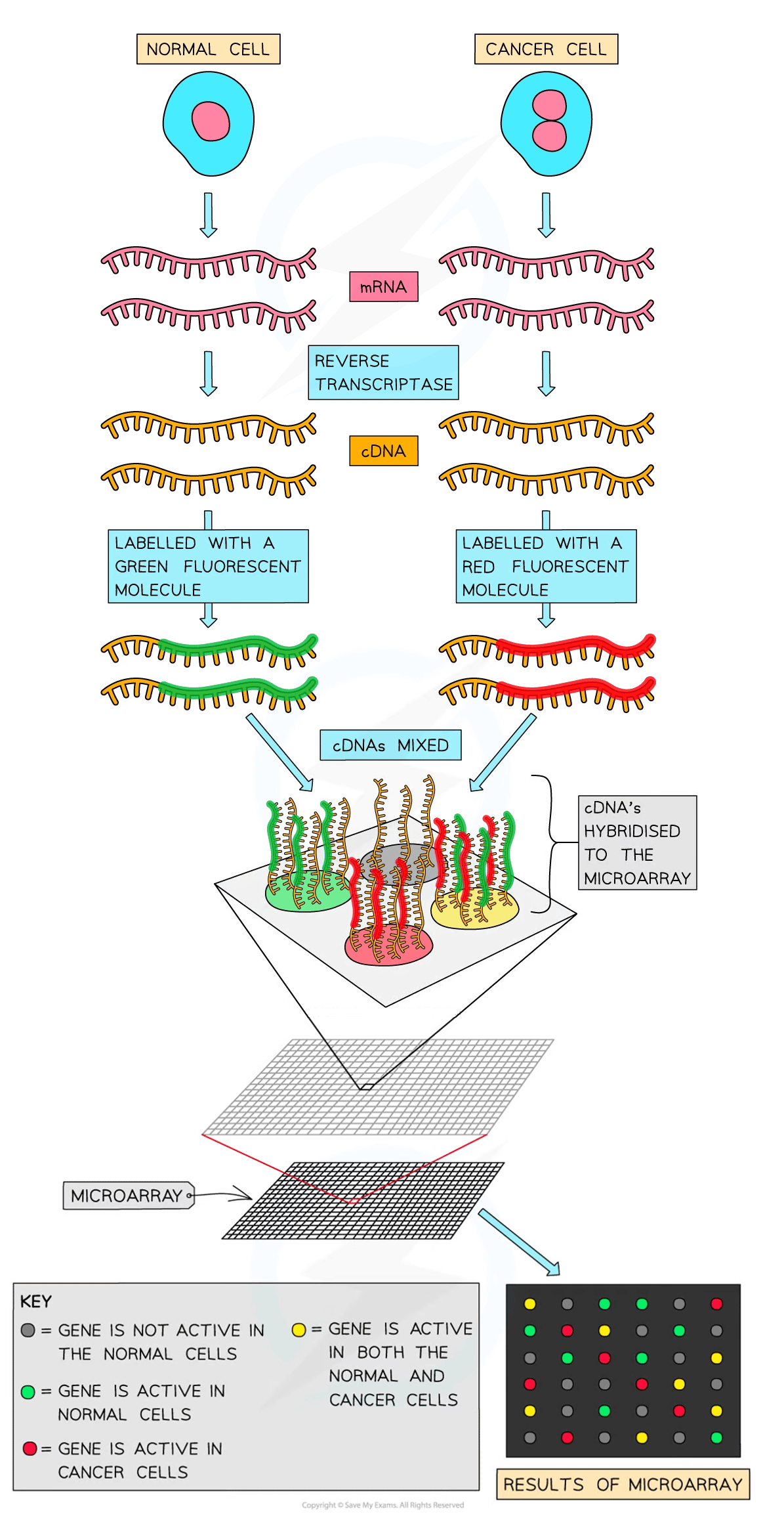 Diagram showing mRNA from normal and cancer cells, converted to cDNA, labelled with fluorescent dye, mixed, hybridised on microarray, with results key.