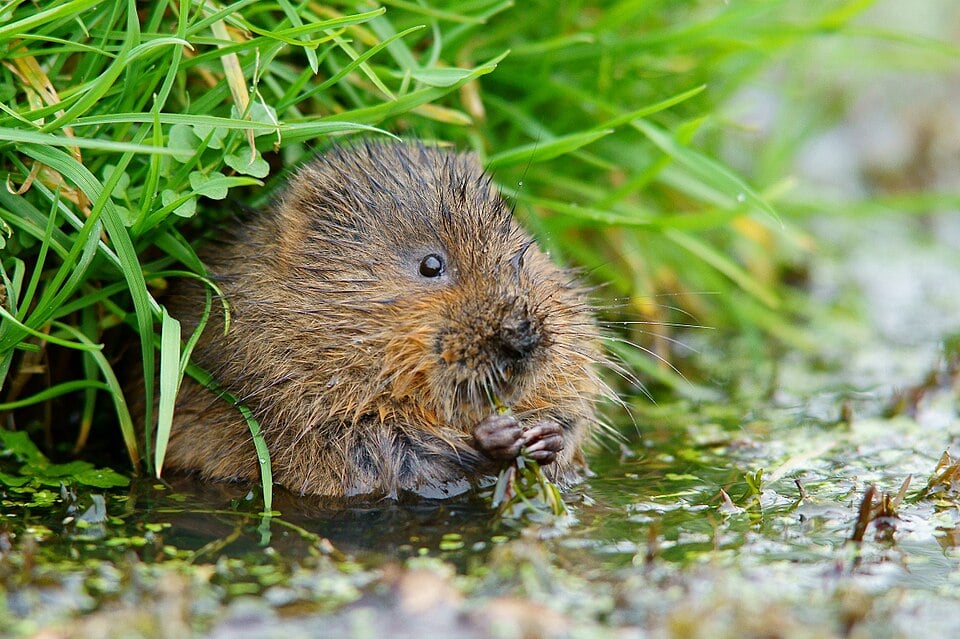 Water vole in a wetland setting, partially submerged and holding a plant, with green grass in the background and water reflecting its fur.