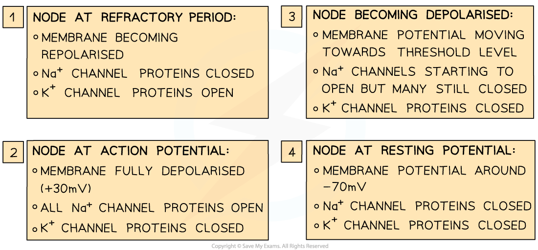 Diagram illustrating nerve impulses: refractory period, action potential, depolarisation, and resting potential with focus on Na⁺ and K⁺ channels.