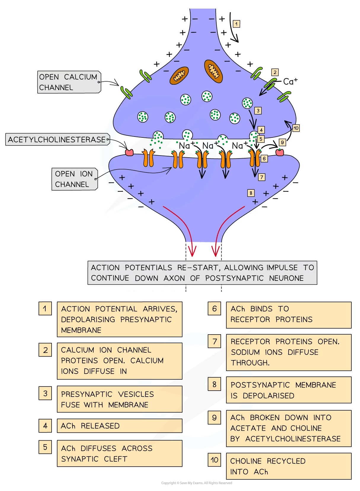 Diagram of synaptic transmission shows action potential arrival, calcium ion influx, vesicle fusion, ACh release, binding, and recycling. Steps numbered 1-10.