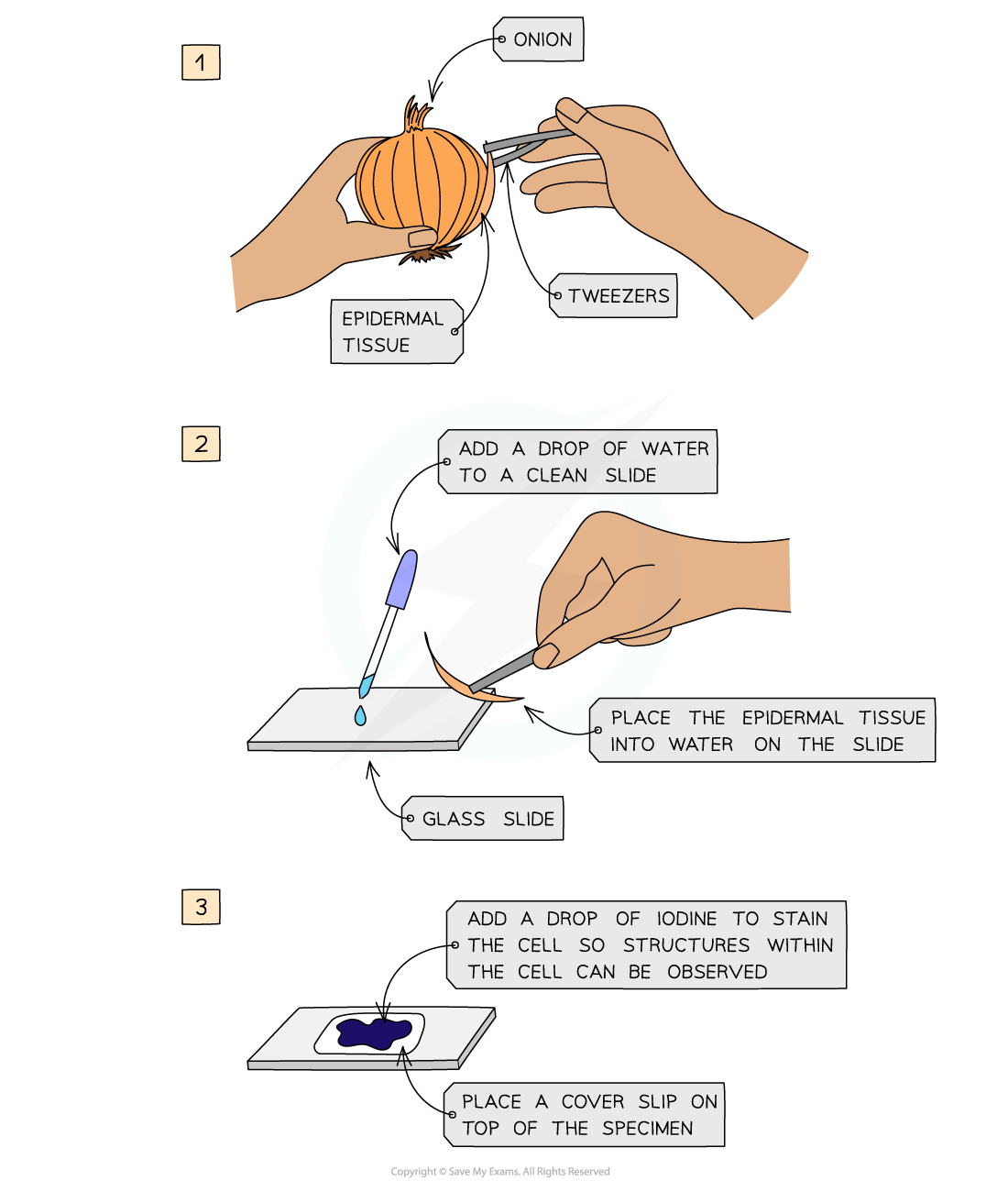 Step-by-step onion cell preparation diagram: 1. Peel onion epidermal tissue with tweezers. 2. Place tissue on water drop on glass slide. 3. Add iodine, cover with slip.