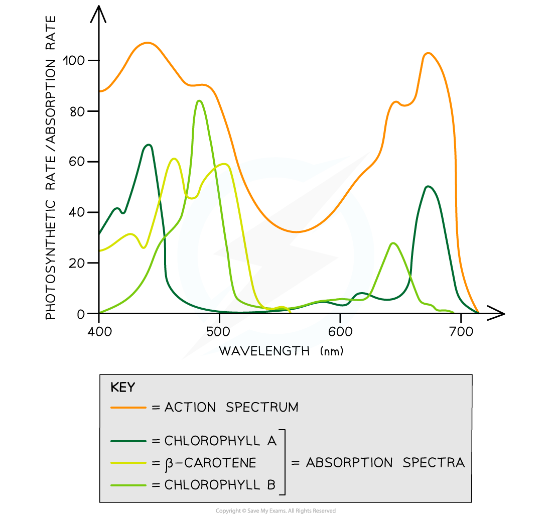 Graph showing photosynthetic and absorption rates against wavelength for action spectrum, chlorophyll a, chlorophyll b, and β-carotene, with key.