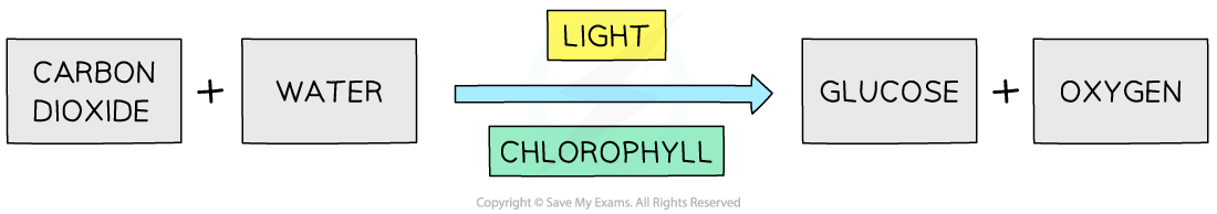 Diagram showing photosynthesis: carbon dioxide and water convert to glucose and oxygen in the presence of light and chlorophyll.