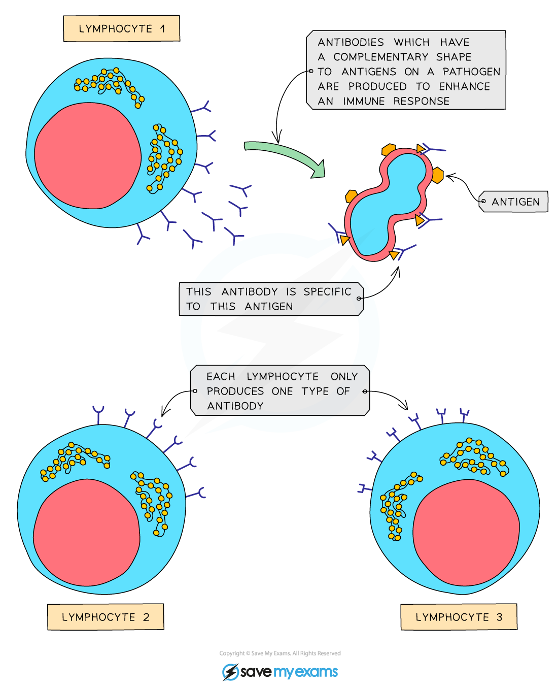 Diagram showing lymphocytes producing specific antibodies that match antigens on a pathogen to enhance immune response; each lymphocyte makes one type of antibody.
