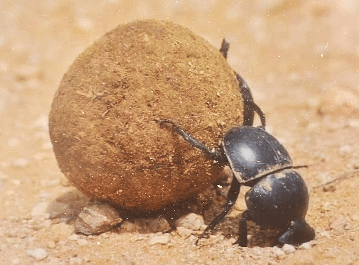 Dung beetle pushing a large, round ball of dung across a sandy surface in a natural setting.