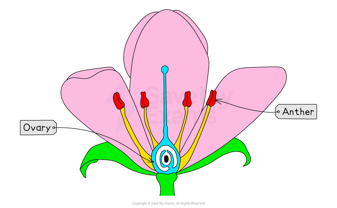 Diagram of a flower section showing labelled parts: ovary and anther. Pink petals surround central structures. Green leaves at the base.