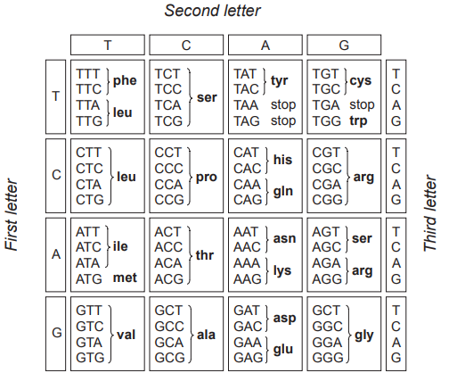 Genetic code chart illustrating codons and corresponding amino acids, organised by first, second, and third nucleotide positions.