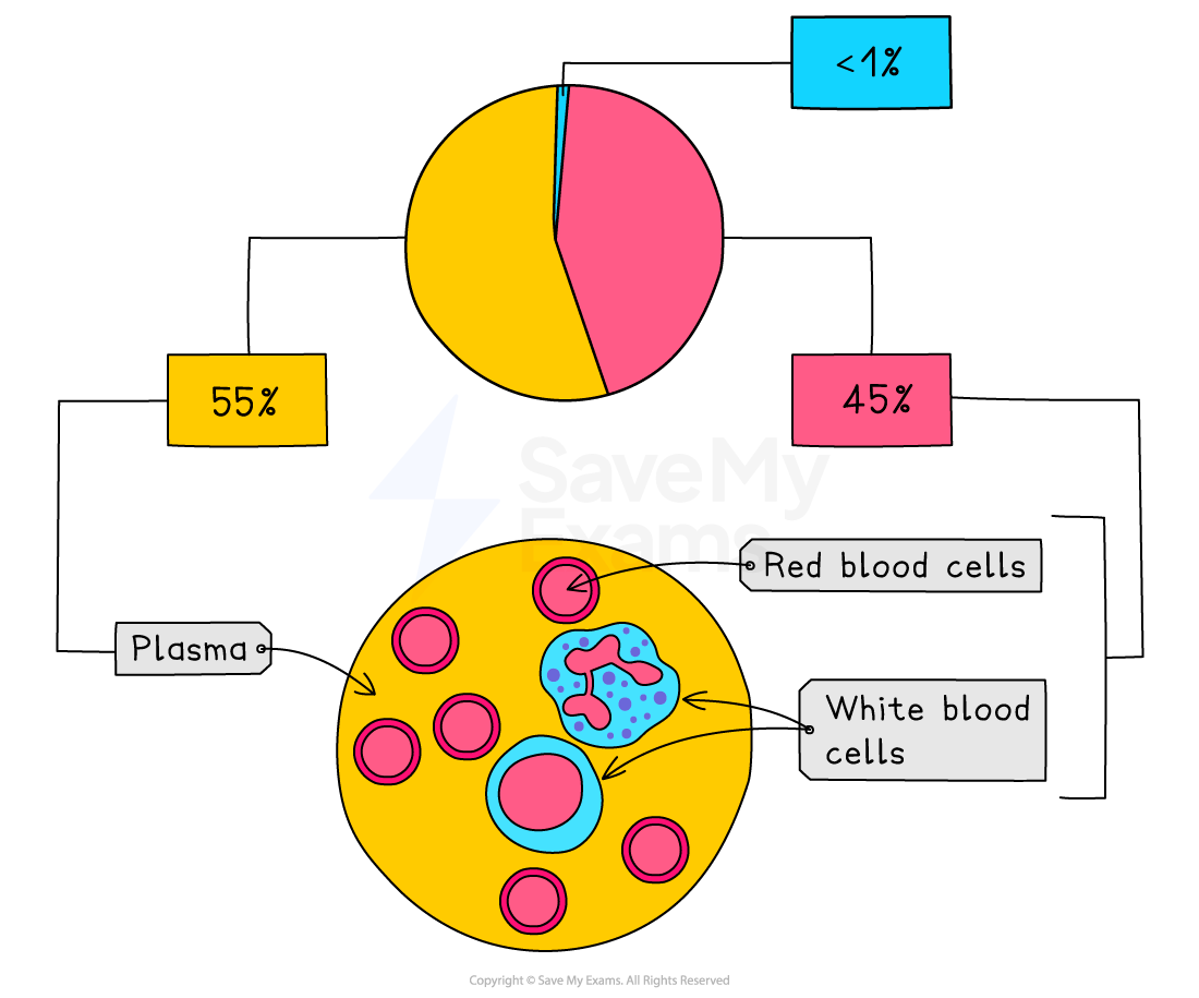 Pie chart showing blood composition: 55% plasma (yellow), 45% red blood cells (pink), and <1% white blood cells (blue).