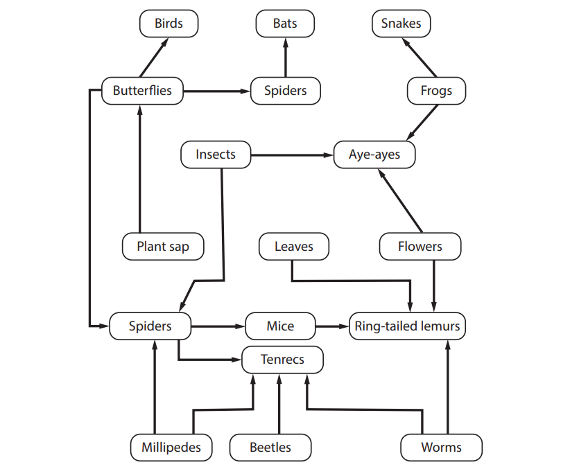 Flowchart of food web: Birds and bats eat spiders; snakes eat frogs; insects consume plant sap; aye-ayes eat insects; lemurs eat mice, flowers, leaves.