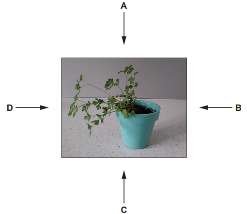 Potted plant in a light blue pot sits on a speckled surface. Arrows labelled A, B, C, D point to the top, right, bottom, and left of the image, respectively.