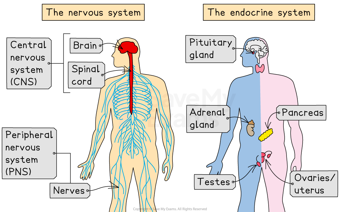 Diagram comparing nervous and endocrine systems; nervous includes brain, spinal cord, nerves, while endocrine includes pituitary, adrenal glands, pancreas.