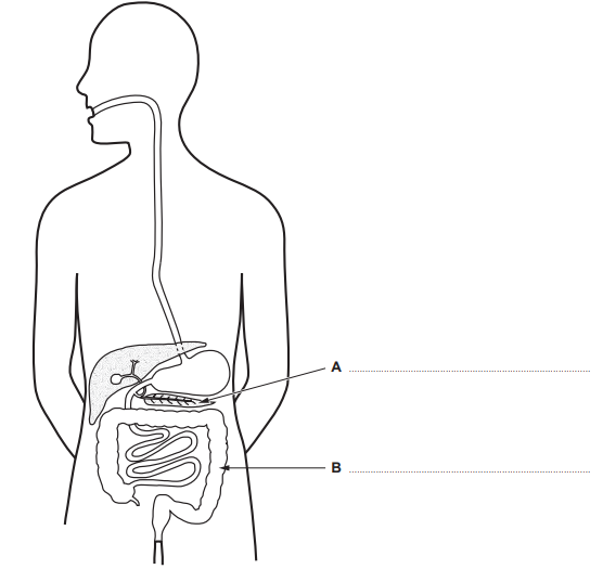 Diagram of human digestive system viewed from the side, showing organs like the liver and intestines; labels A and B point to stomach and intestines.