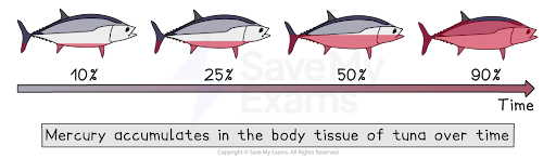 The bioaccumulation of mercury in tuna