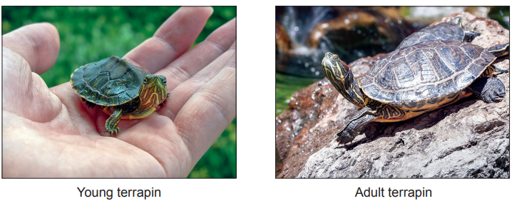 Young terrapin on a person's hand and adult terrapin on a rock near water, both with distinctive shell patterns and vibrant markings.
