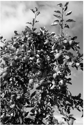 Apple tree laden with ripe fruit against a partly cloudy sky, leaves and branches spread out, creating a dense, abundant appearance.