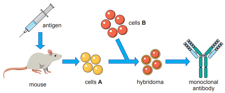 Diagram showing monoclonal antibody production: antigen injected into mouse, forming cells A. Combined with cells B to create hybridoma, producing antibodies.