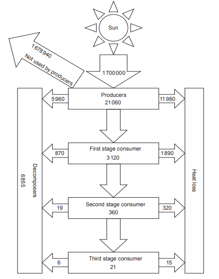 Flowchart showing energy transfer: Sun to producers to three consumer stages with energy loss via decomposers and heat, values marked for each stage.