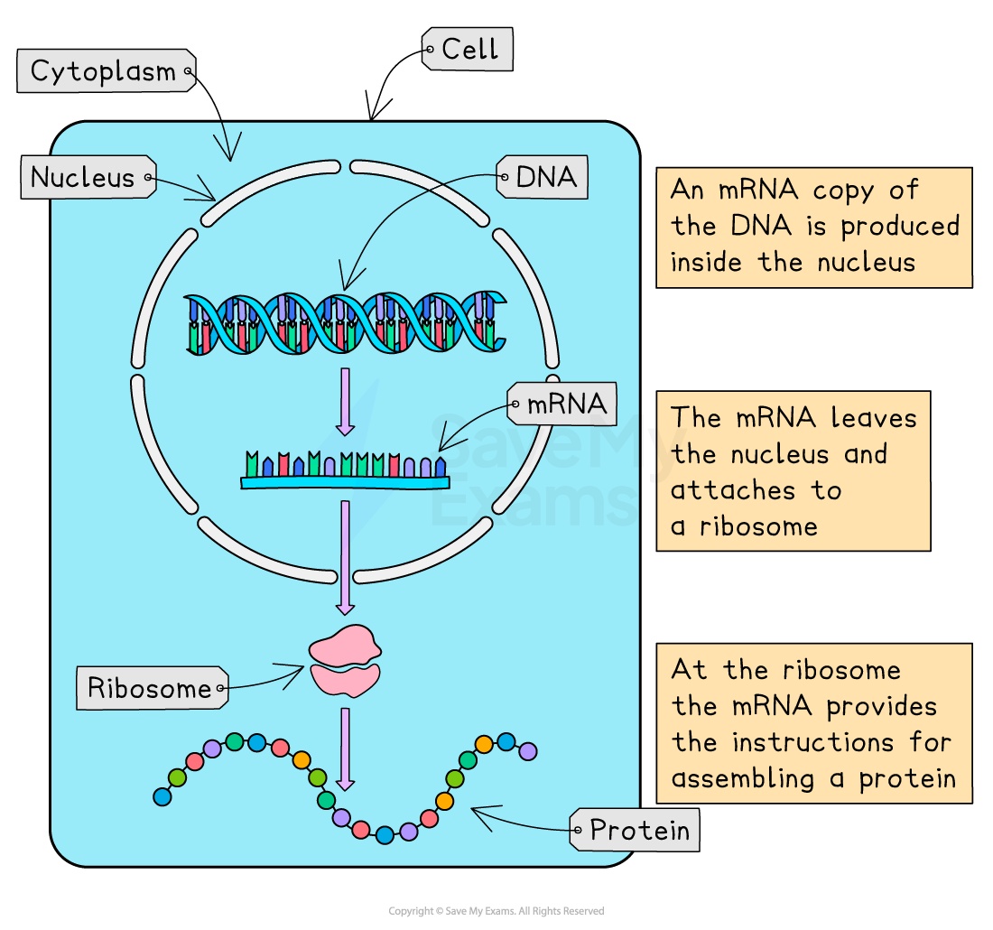 Diagram of protein synthesis: DNA in nucleus to mRNA, exits to ribosome, translated to protein. Labels: nucleus, cytoplasm, ribosome, protein.