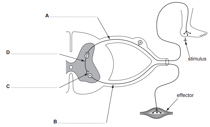 Diagram of a reflex arc showing components: stimulus at the foot, spinal cord (A, B, C, D), nerve pathway, and effector muscle response.