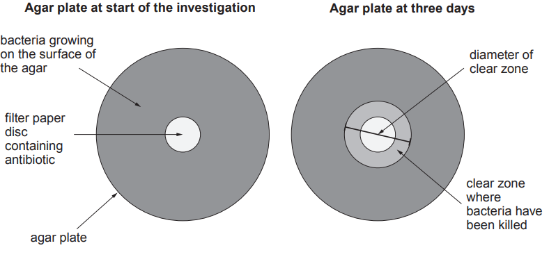 Two diagrams of agar plates: one newly prepared with bacteria and an antibiotic disc, the other after three days showing a clear zone around the disc.