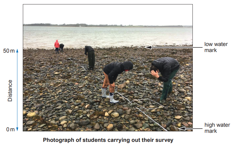 Students conducting a survey on a rocky beach with measuring tape, spanning from high to low water mark; labelled distance is 0 to 50 metres.
