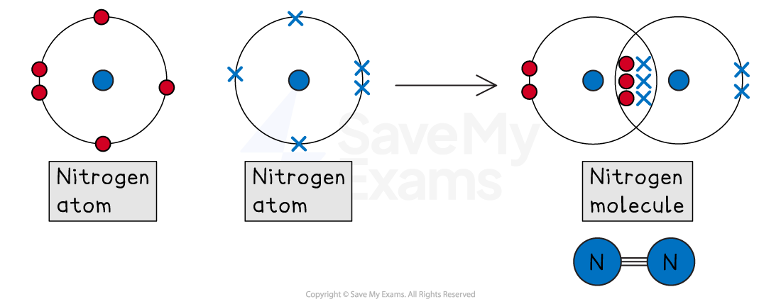 Diagram showing two nitrogen atoms forming a nitrogen molecule. Two atoms with electron shells combine to share electrons, depicted by overlapping circles and bonds.