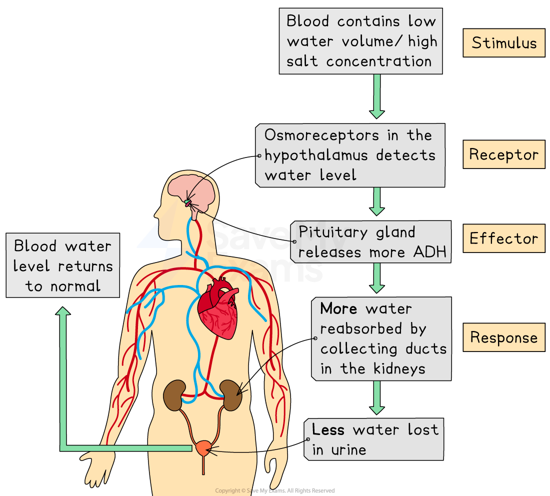 Flowchart illustrating the body's response to low water, featuring brain, heart, kidneys, ADH release, and blood water level regulation process.