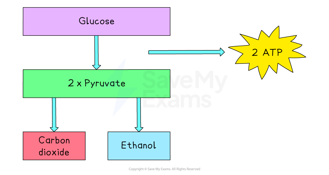 Flowchart showing glucose converting to 2 pyruvate, producing 2 ATP, then converting to carbon dioxide and ethanol.