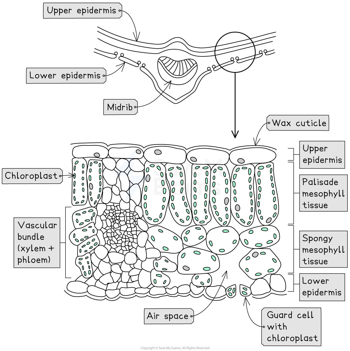 Cross-section diagram of a leaf showing upper and lower epidermis, wax cuticle, palisade and spongy mesophyll, chloroplasts, air space, and vascular bundle.