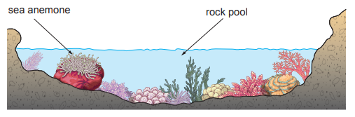 Diagram of a rock pool with labelled sea anemone, containing various seaweeds and corals, surrounded by rocky edges under a blue water surface.