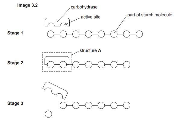 Diagram of enzyme action in three stages showing a carbohydrase enzyme breaking down a starch molecule into smaller components with active site labelled.
