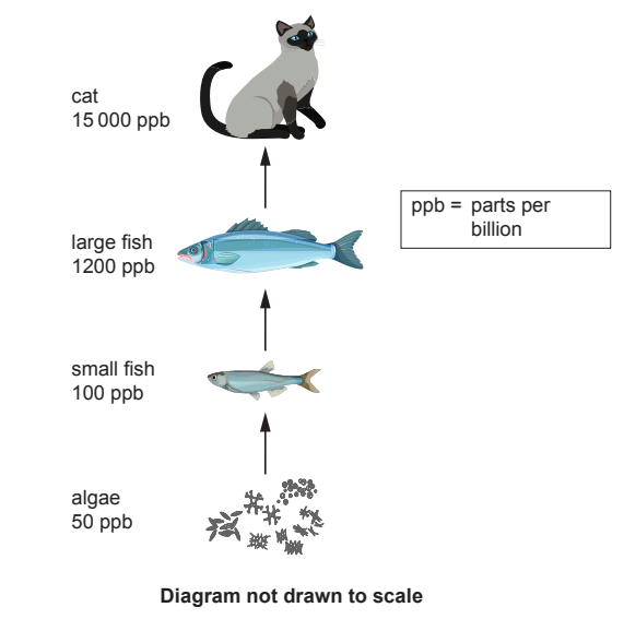 Diagram showing biomagnification: algae at 50 ppb, small fish at 100 ppb, large fish at 1200 ppb, and cat at 15,000 ppb; ppb means parts per billion.