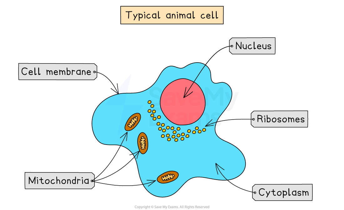 Diagram of a typical animal cell with labels for cell membrane, nucleus, ribosomes, mitochondria, and cytoplasm.