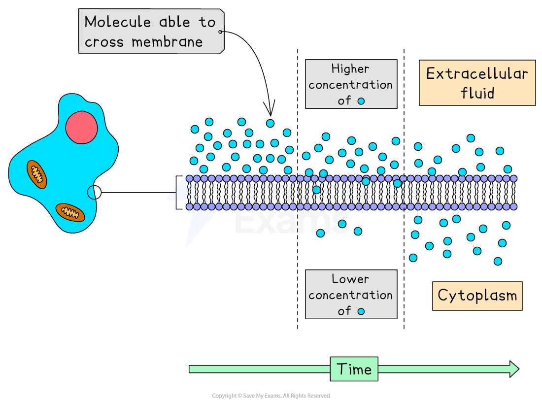 Diagram of diffusion across a cell membrane, showing molecules moving from high concentration in extracellular fluid to lower concentration in cytoplasm.