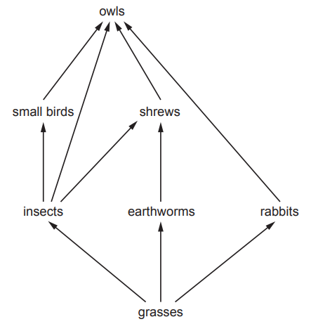 Food web diagram showing owls at the top, followed by small birds, shrews, insects, earthworms, rabbits, and grasses at the bottom.