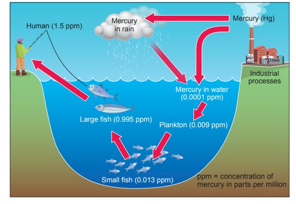 Diagram of mercury bioaccumulation: industrial emissions, rain, water, plankton, small fish, large fish, human. Mercury levels in parts per million.