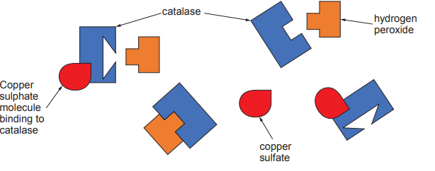 Diagram showing catalase enzyme in blue with shapes for active sites, interacting with orange hydrogen peroxide and red copper sulphate.