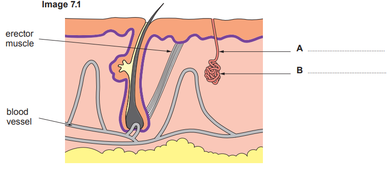 Cross-section diagram of human skin showing layers including hair follicle, erector muscle, blood vessels, and structures labelled A and B, indicating glands.