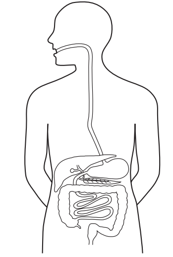 Outline of a human figure showing the digestive system, including the oesophagus, stomach, intestines, liver, pancreas, and gallbladder.