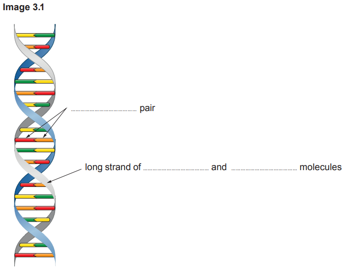 Diagram of a DNA double helix with coloured base pairs. Labels point to “pair” and “long strand of … and … molecules,” with gaps for text.