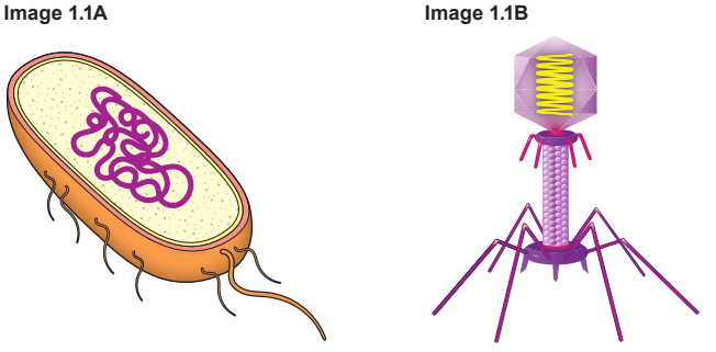 Illustration showing a bacterium with flagella on the left and a bacteriophage with a geometric head and legs on the right.