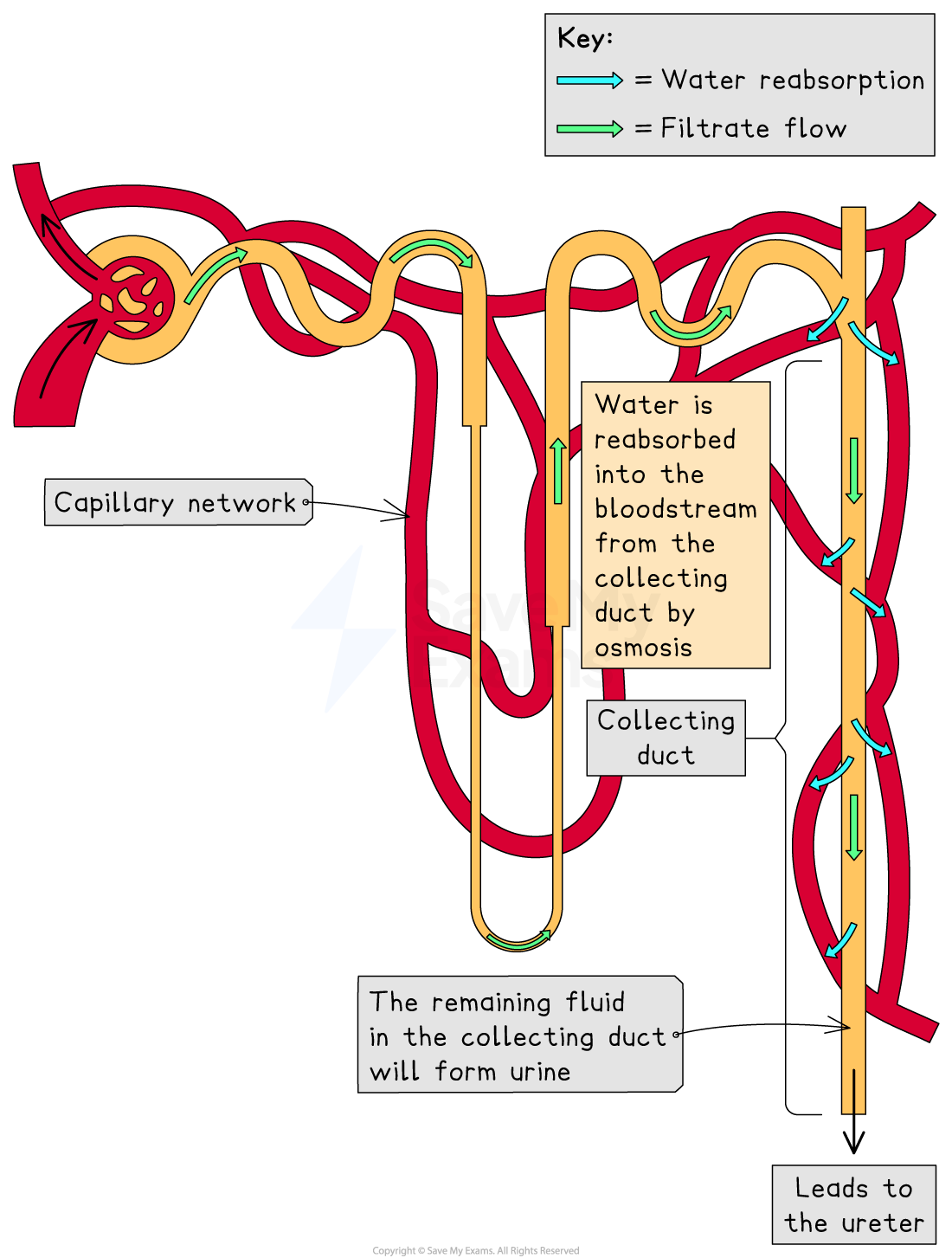 Diagram of kidney nephron showing filtrate flow and water reabsorption via osmosis, with labels for capillary network, collecting duct, and ureter.