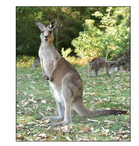 A grey kangaroo stands alert on a grassy field with trees in the background. Two more kangaroos can be seen grazing in the distance.