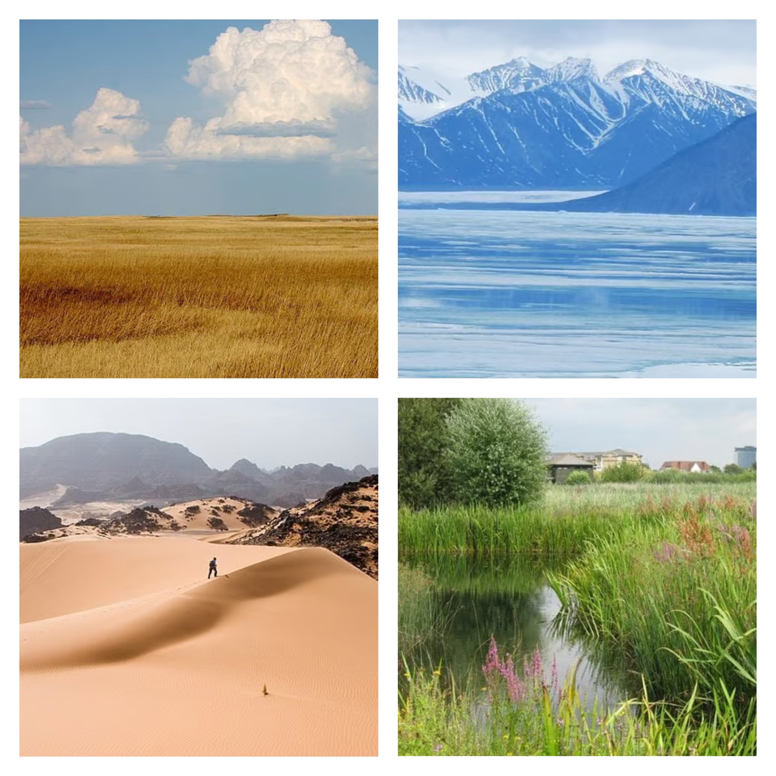 Collage of four landscapes: a grassy plain under clouds, snowy mountains by a lake, a desert with sand dunes, and a lush wetland area with a pond.
