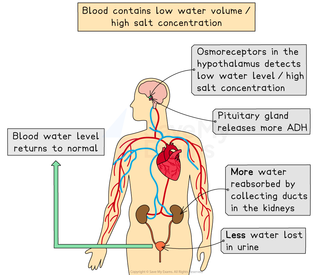 Diagram showing body's response to low water volume and high salt concentration, including hypothalamus detection, ADH release, and increased kidney reabsorption.