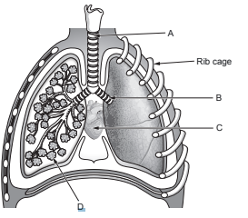 Diagram of the human respiratory system showing trachea, bronchi, lungs, rib cage, and diaphragm, with parts labelled A, B, C, and D.