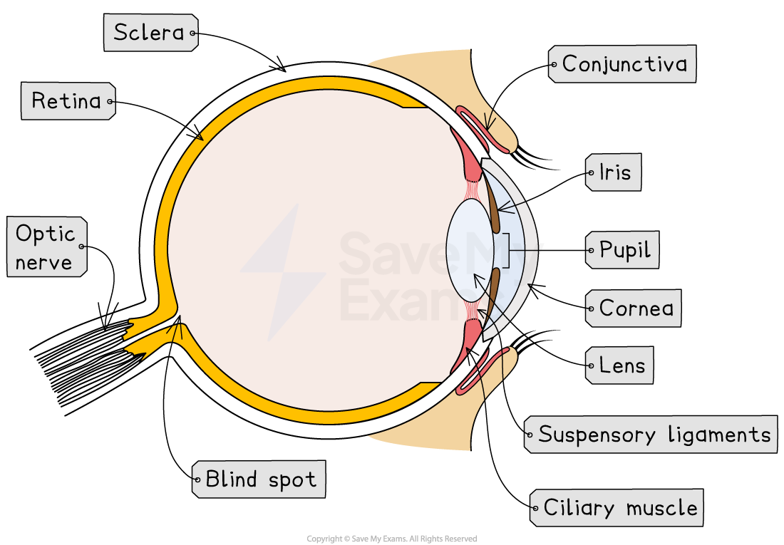 Cross-section diagram of a human eye showing parts like the sclera, retina, optic nerve, conjunctiva, iris, pupil, cornea, lens, and ciliary muscle.