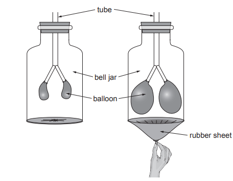 Diagram showing a bell jar with two balloons inside, a tube at the top, and a rubber sheet below being pulled, demonstrating lung function.