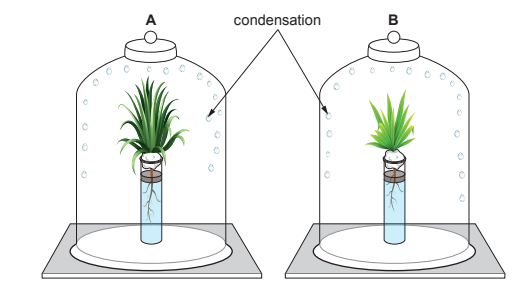 Two glass domes labelled A and B, each containing a plant in water. Condensation droplets form on the inner surfaces of both domes.